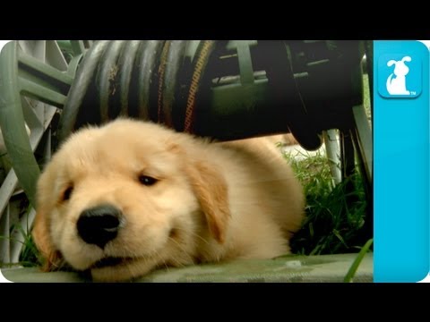 Puppy Love - Golden Retriever Puppies - UCPIvT-zcQl2H0vabdXJGcpg