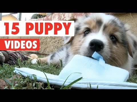 15 Funny Puppies Video Compilation 2016 - UCPIvT-zcQl2H0vabdXJGcpg