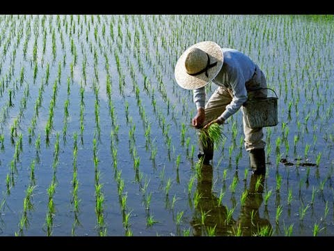 Siembra y Producción de Arroz Orgánico - TvAgro por Juan Gonzalo Angel - UCzW1r6IO7r8C2RPLZrD5lwA