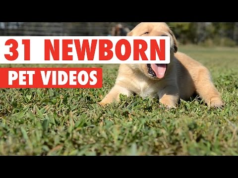 31 Newborn Pets Video Compilation 2016 - UCPIvT-zcQl2H0vabdXJGcpg