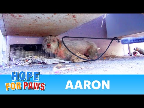 Hope For Paws: Homeless sick dog living under cars for 7 months - finally saved!  Please share. - UCdu8QrpJd6rdHU9fHl8J01A