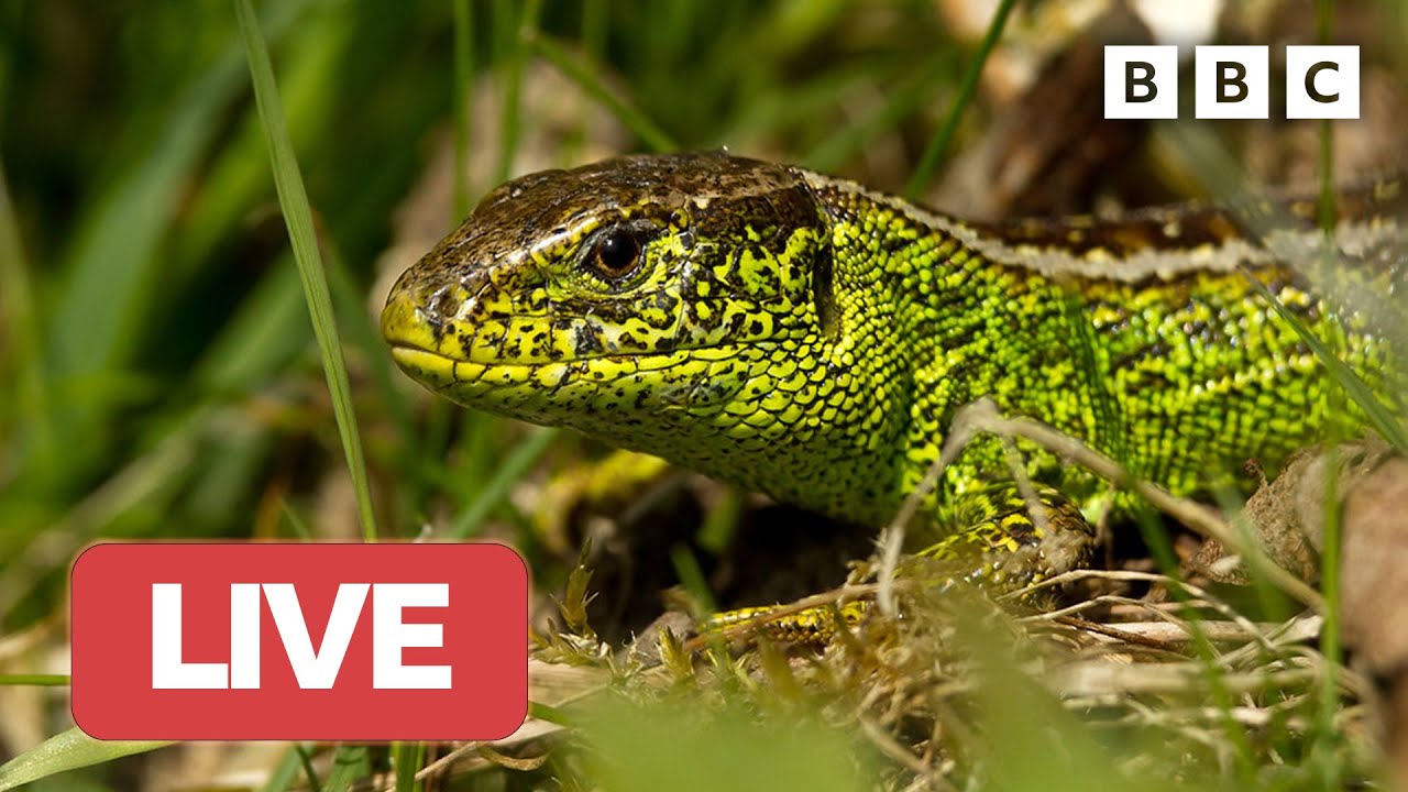 🔴 LIVE wildlife cameras 🦋 1 June 🌺 BBC Springwatch 2023