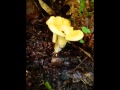 wild mushroom hunting Donegal