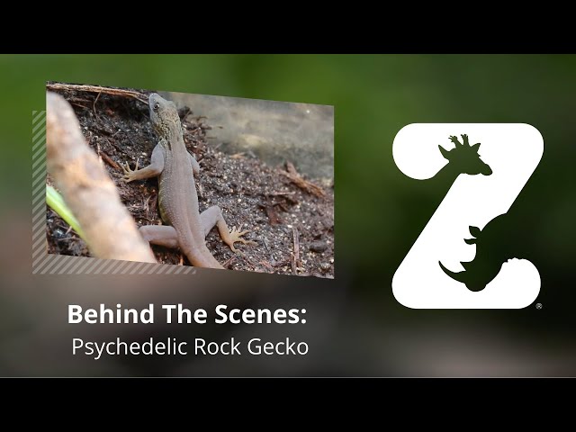 Psychedelic Rock Geckos: The Newest Craze