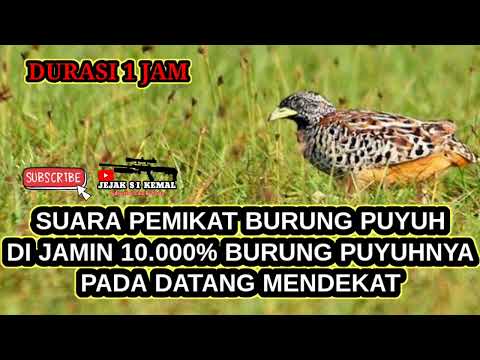 Suara pikat burung puyuh super ampuh durasi 1 jam
