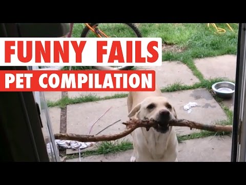 Funny Dogs And Cats || Silly Pet Fails Compilation - UCPIvT-zcQl2H0vabdXJGcpg