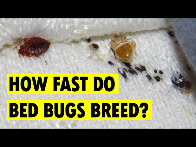 How Long Does It Take Bed Bug Eggs To Hatch? - newdaybedding.com