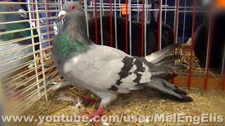 Romain ( Pigeon Géant Français ) - Runt Pigeon - Römer Taube - Romano