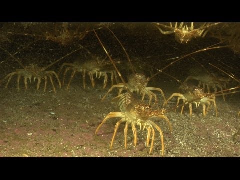 Lobster Feeding Grounds