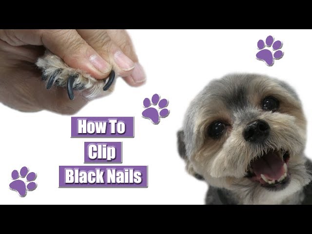 How to Cut Black Dog Nails