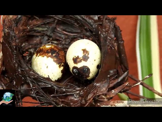 How to Preserve a Birds Nest