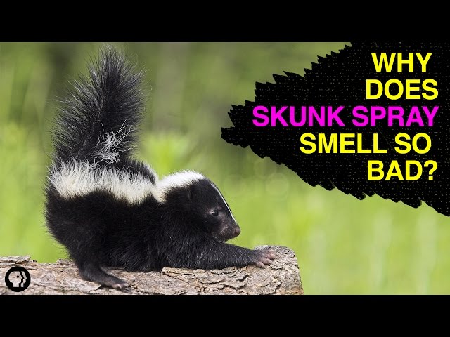 What Does Skunk Smell Like?