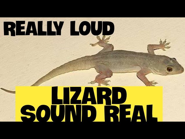 Do Lizards Make Noise?