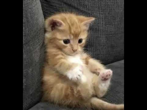 Alex G - Mis ( 1h loop)