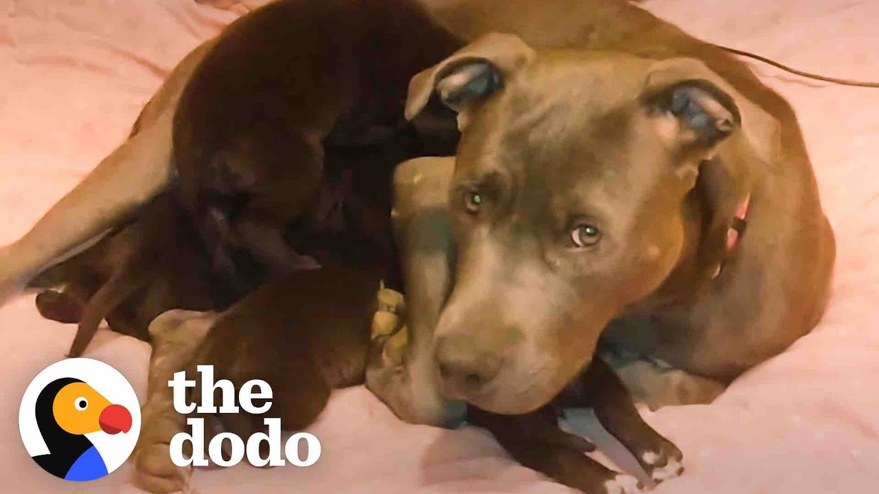 Mama Pittie Was Hiding Her Puppies In A Burrow | The Dodo Foster Diaries