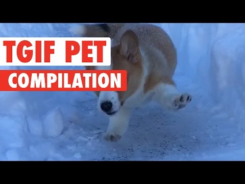 TGIF Pets Video Compilation 2017 - UCPIvT-zcQl2H0vabdXJGcpg