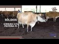 Fazenda Açores São Judas Tadeu - Produção de leite de qualidade com gado Jersey - TV JERSEY #52