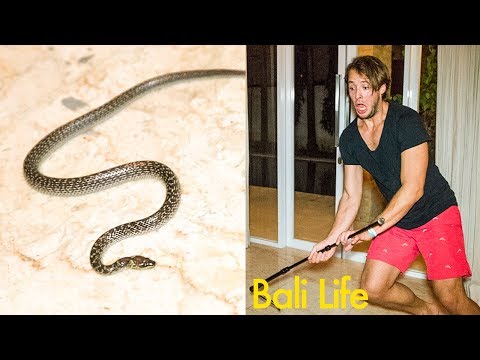 Bali Home Snake Invasion - UCd5xLBi_QU6w7RGm5TTznyQ