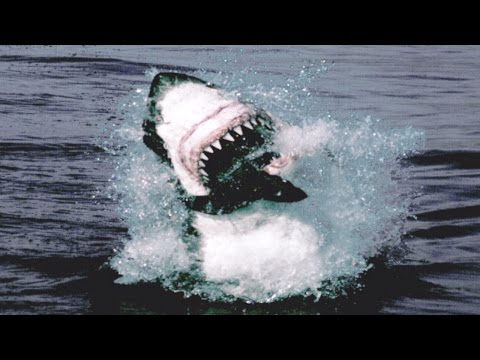 Great White Shark Attack And Breach - Planet Earth - BBC Earth - UCwmZiChSryoWQCZMIQezgTg