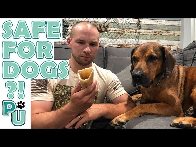 can-dogs-eat-bone-marrow-hayfarmguy