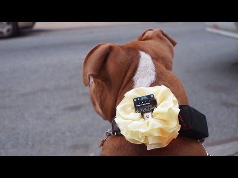 GPS Dog Collar - UCpOlOeQjj7EsVnDh3zuCgsA