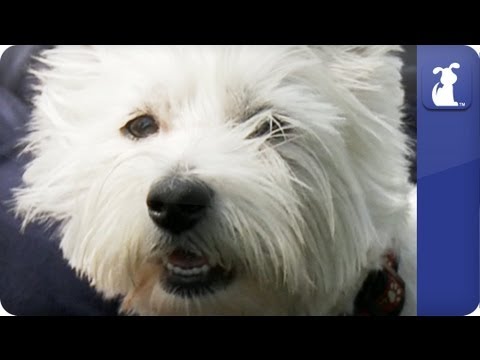 Doglopedia - Westie - UCPIvT-zcQl2H0vabdXJGcpg