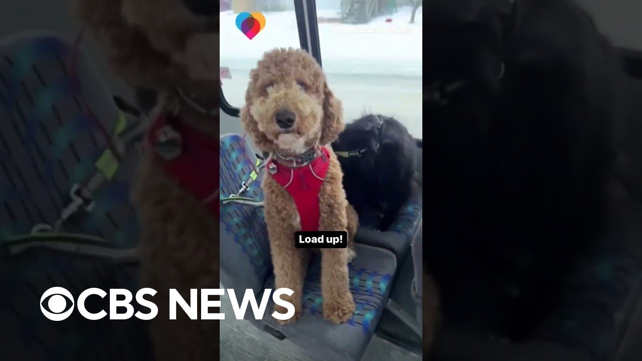 This bus in Alaska picks up its puppy passengers every day and takes them on adventures #shorts