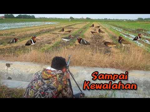 Waktu yang pas berburu burcet itu, ya saat kondisi sawah seperti ini, di jamin panen.‼️😲😱