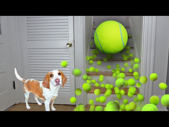 A Tennis Ball?