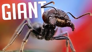 GiAnt - Experience the Life of an Ant! (Ant Simulator)