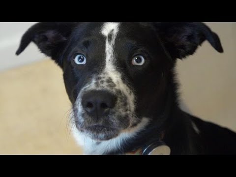 Whistle's Activity Tracker For Dogs - UCCjyq_K1Xwfg8Lndy7lKMpA