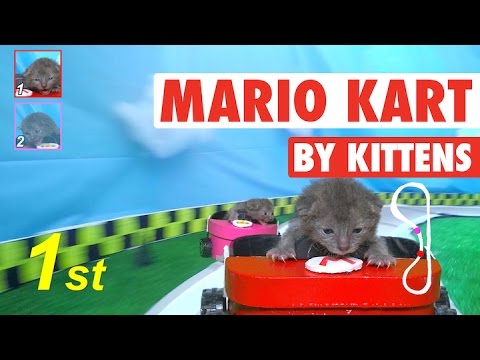 Mario Kart (By Kittens!) || Mario Kat - UCPIvT-zcQl2H0vabdXJGcpg