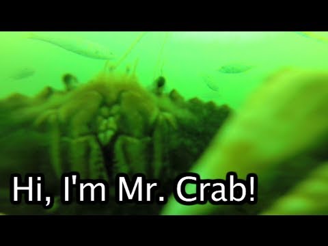 GoPro on Crab Rings 70ft deep - Bellingham Bay, Washington - UCTs-d2DgyuJVRICivxe2Ktg