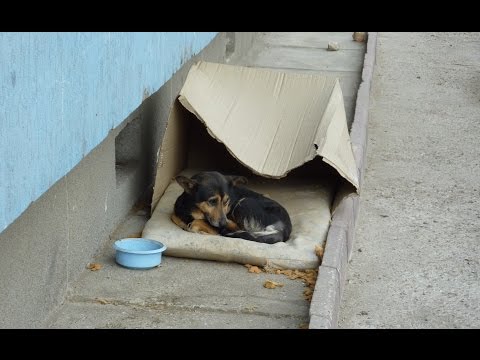 Homeless dog living in a cardboard box gets rescued & has a heartwarming transformation. - UCqeekxc7CKRYHNV9PVV_HCQ