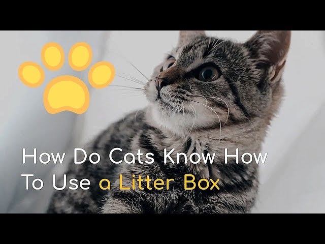 how-do-cats-know-to-use-a-litter-box-hayfarmguy