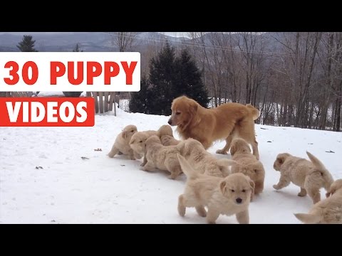 30 Puppy Videos Compilation 2016 - UCPIvT-zcQl2H0vabdXJGcpg