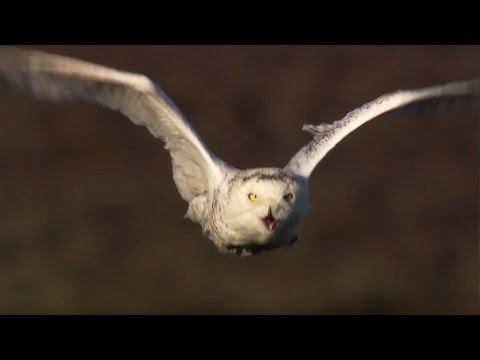 Master of the Sky: Owl Vs Wolf  | Super Powered Owls | BBC - UCwmZiChSryoWQCZMIQezgTg