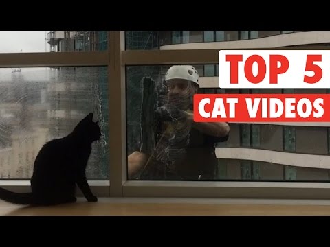 Top 5 Cat Videos || Jan 8 2016 - UCPIvT-zcQl2H0vabdXJGcpg