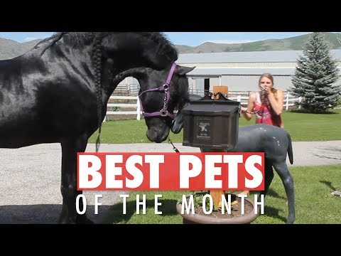 Best Pets of the Month August 2018 - UCPIvT-zcQl2H0vabdXJGcpg