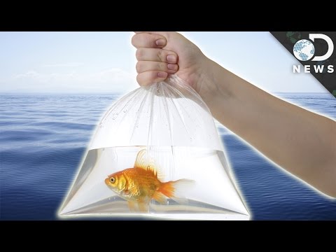 7 Pets You Should Never Release In The Wild - UCzWQYUVCpZqtN93H8RR44Qw