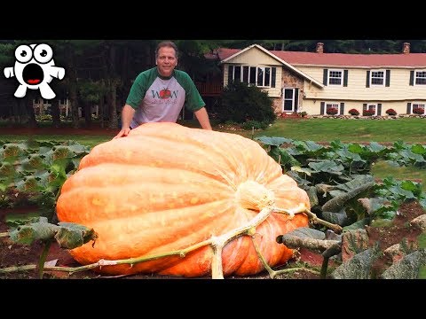 Top 10 Biggest Fruit & Vegetables Ever Created - UCkQO3QsgTpNTsOw6ujimT5Q