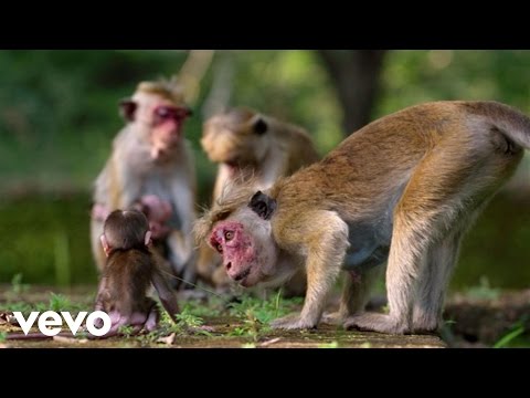 Jacquie Lee - It's Our World (From Disneynature's "Monkey Kingdom") - UCgwv23FVv3lqh567yagXfNg