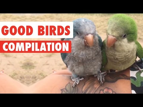 Good Birds Video Compilation 2016 - UCPIvT-zcQl2H0vabdXJGcpg