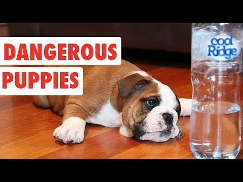 Dangerous Puppies | Cute Dog Video Compilation 2017 - UCPIvT-zcQl2H0vabdXJGcpg