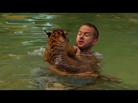 Tiger Cubs Swimming For The First Time | Tigers About The House | BBC - UCwmZiChSryoWQCZMIQezgTg