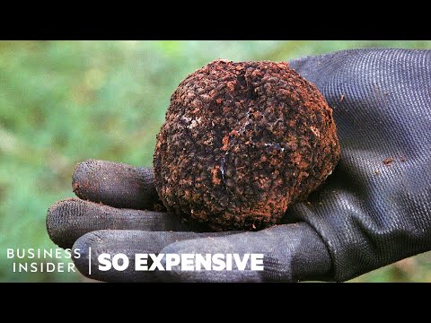 Why Real Truffles Are So Expensive | So Expensive - UCcyq283he07B7_KUX07mmtA