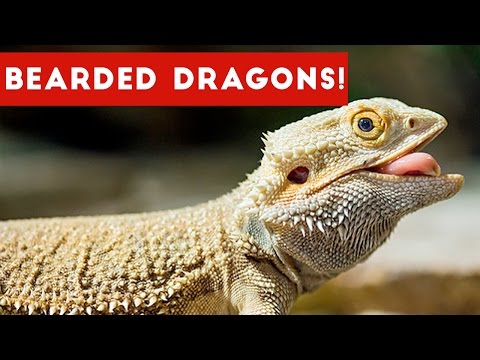 Funniest Cool Bearded Dragon Videos Weekly Compilation 2016 | Funny Pet Videos - UCYK1TyKyMxyDQU8c6zF8ltg