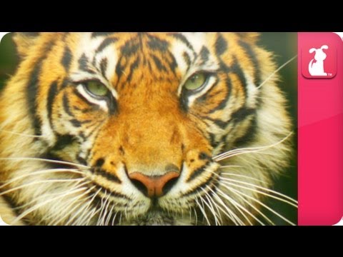 Bindi & Robert Irwin feature - Tiger (Bashii) - Growing Up Wild - UCPIvT-zcQl2H0vabdXJGcpg