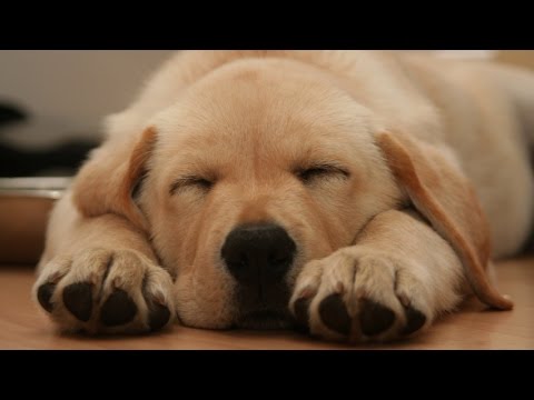 Top 10 Dog Breeds - UCaWd5_7JhbQBe4dknZhsHJg