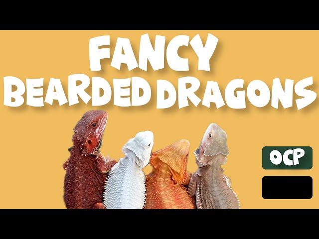 What Is A Fancy Bearded Dragon?